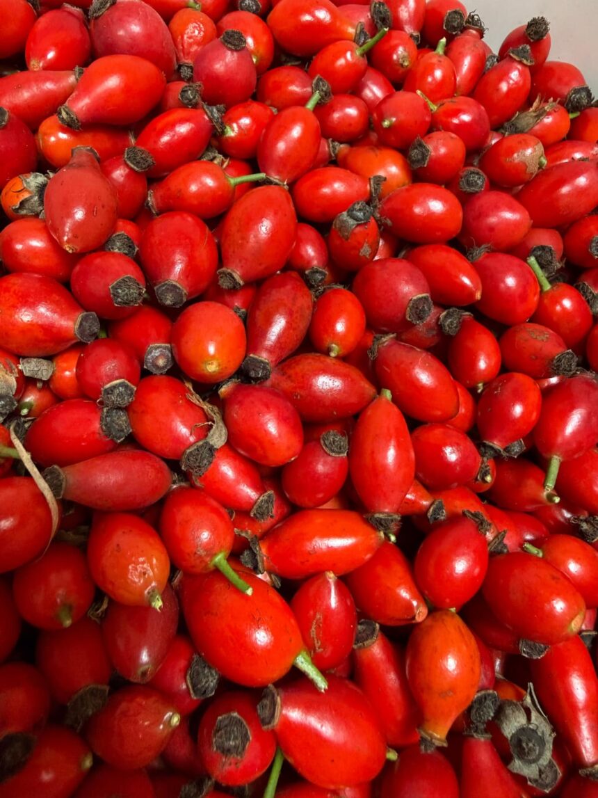 Hagebuttenaktion 2025