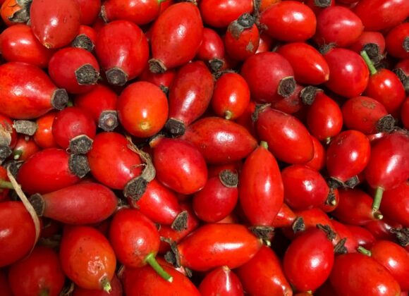 Hagebuttenaktion 2025 Hagebuttenaktion 2025